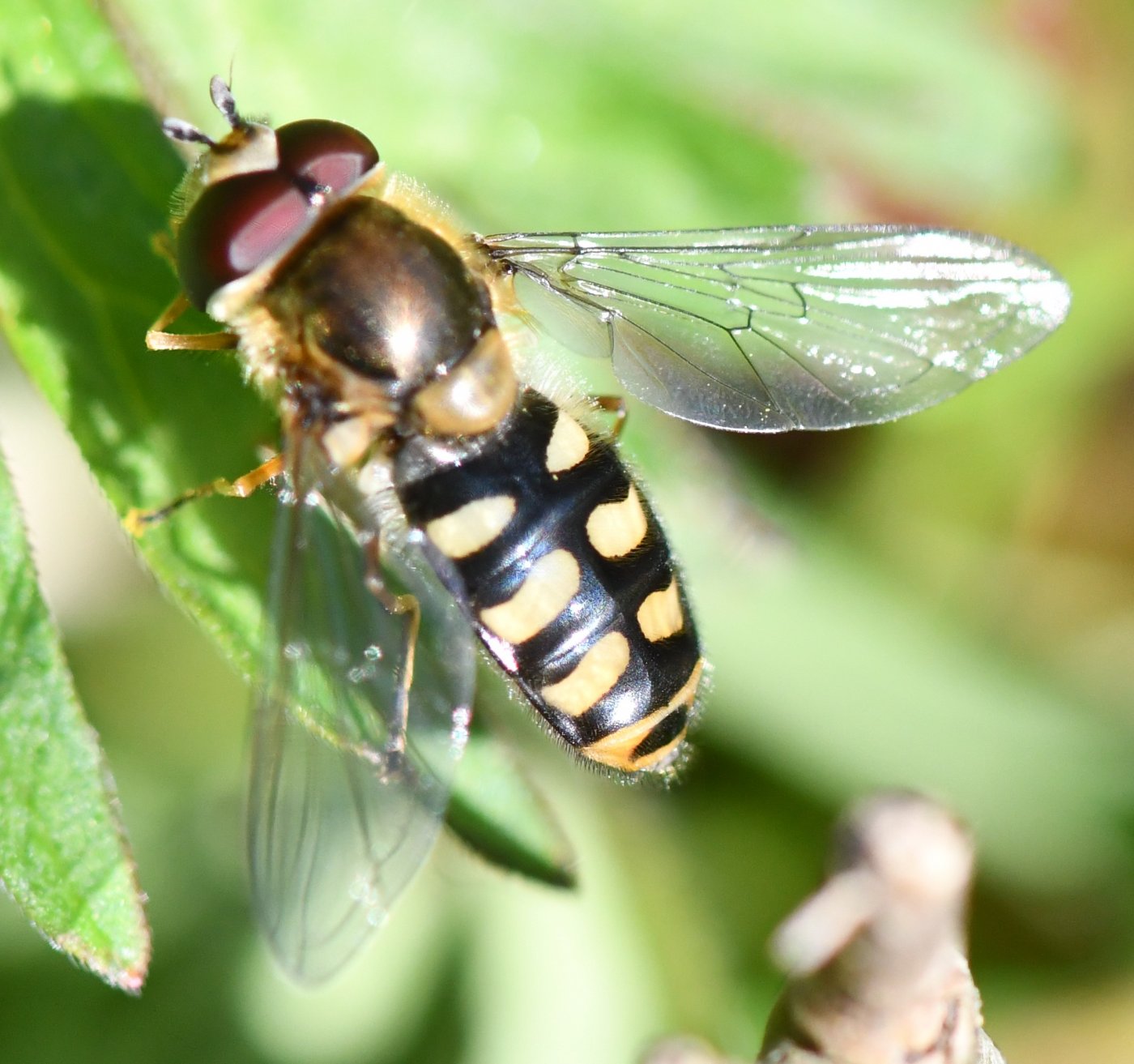 Jean-Michel GAREL - Eupeodes (Eupeodes) luniger - réf. 250865 (1400 x 1313 pixels, 206 ko)