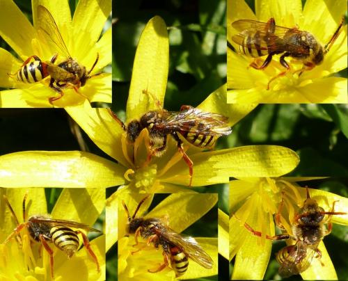 Réf. 251 649 : Nomada (bifasciata-fucata)