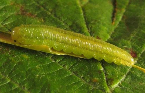 Réf. 251 555 : Tenthredopsis sordida