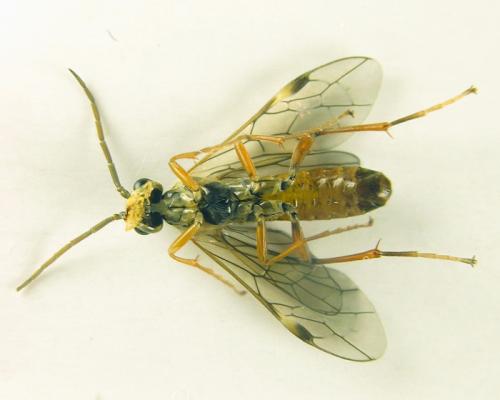 Réf. 251 556 : Tenthredopsis sordida