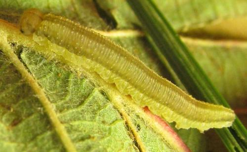 Réf. 251 551 : Tenthredopsis sordida