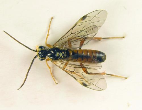 Réf. 251 557 : Tenthredopsis sordida