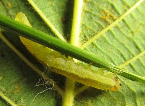 Réf. 251 552 : Tenthredopsis sordida