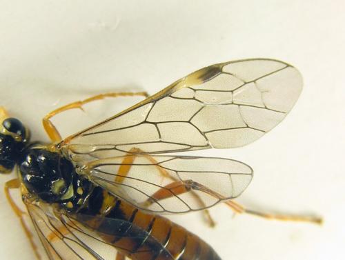 Réf. 251 558 : Tenthredopsis sordida