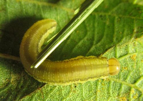 Réf. 251 553 : Tenthredopsis sordida