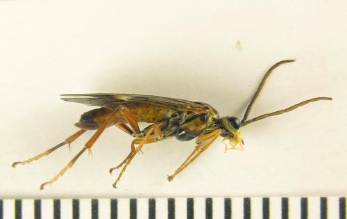 Réf. 251 559 : Tenthredopsis sordida