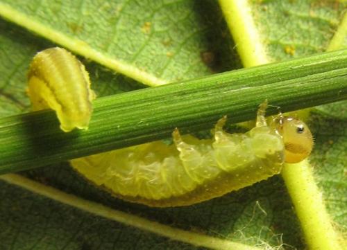 Réf. 251 554 : Tenthredopsis sordida
