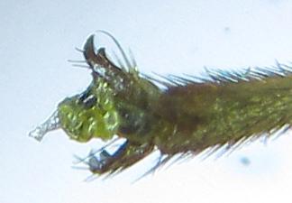 Réf. 251 560 : Tenthredopsis sordida