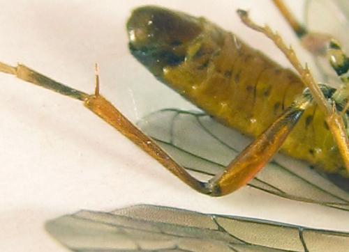 Réf. 251 561 : Tenthredopsis sordida