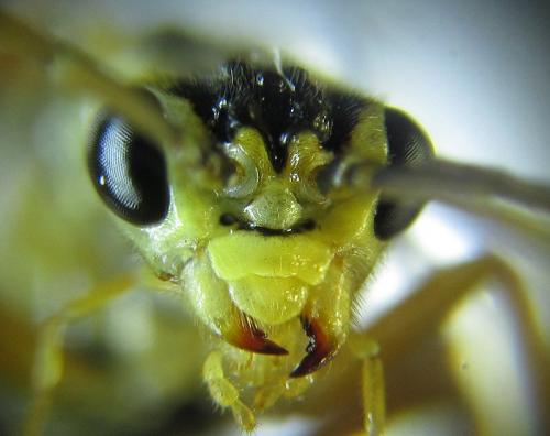 Réf. 251 562 : Tenthredopsis sordida