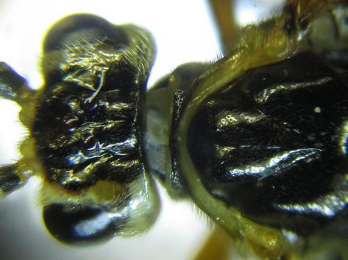 Réf. 251 563 : Tenthredopsis sordida