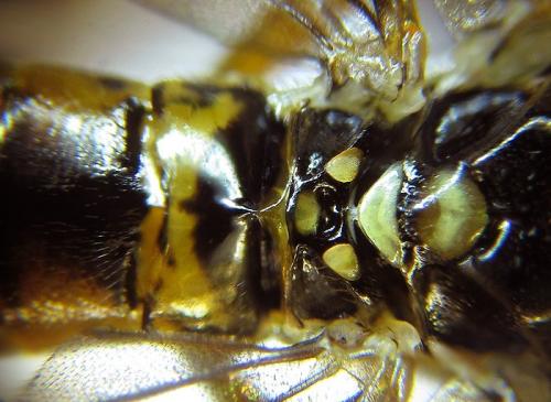 Réf. 251 564 : Tenthredopsis sordida