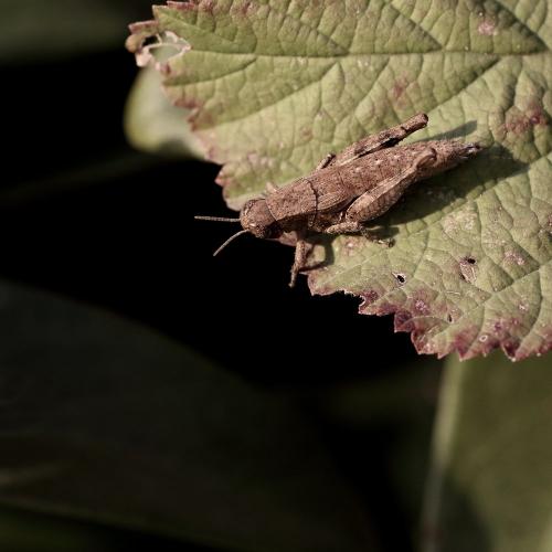 Pezotettix giornae