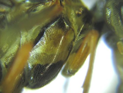 Réf. 251 565 : Tenthredopsis sordida