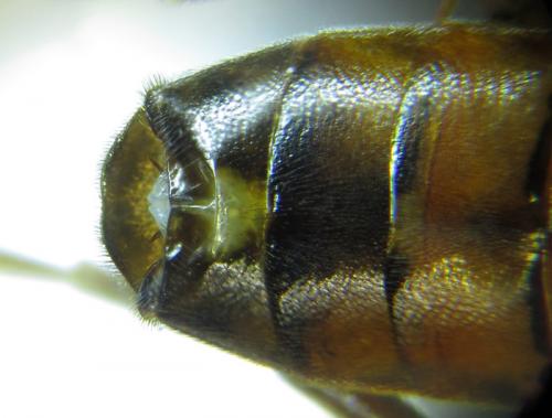 Réf. 251 566 : Tenthredopsis sordida