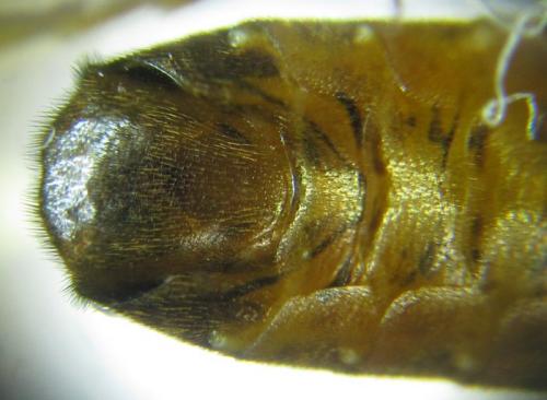 Réf. 251 567 : Tenthredopsis sordida