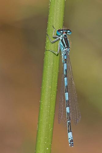 Coenagrion mercuriale