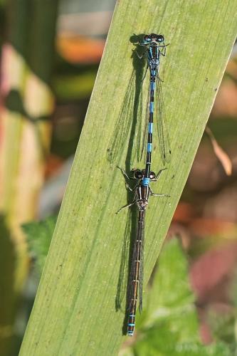 Réf. 251 670 : Coenagrion mercuriale