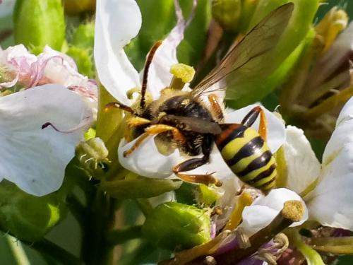 Réf. 251 460 : Nomada fucata