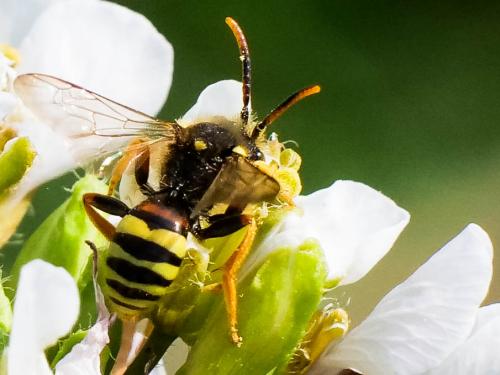 Réf. 251 459 : Nomada fucata