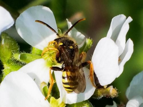 Réf. 251 458 : Nomada fucata