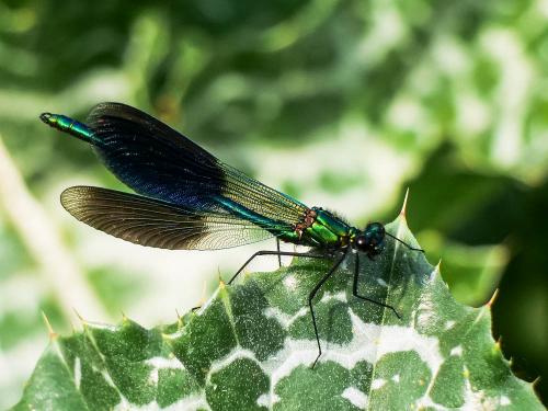 Calopteryx splendens