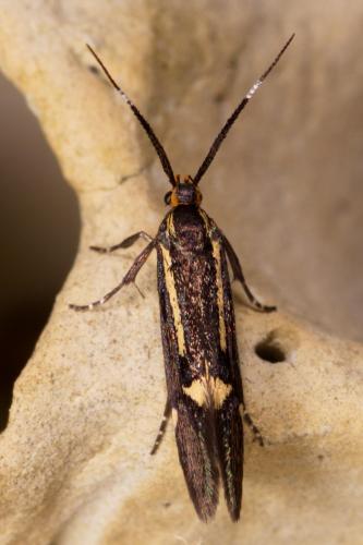 Esperia sulphurella