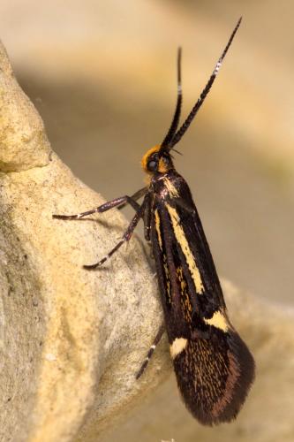 Esperia sulphurella