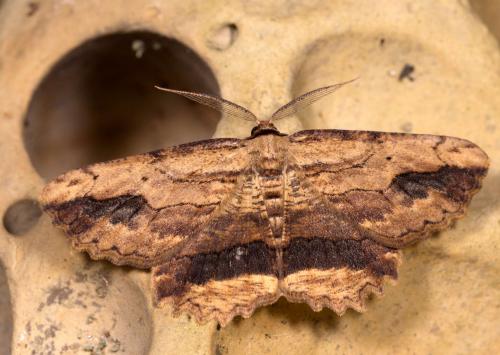 Menophra abruptaria