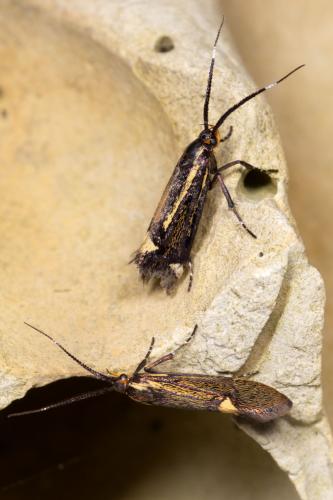Esperia sulphurella