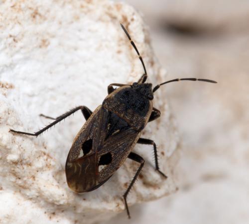 Réf. 251 568 : Graptopeltus lynceus