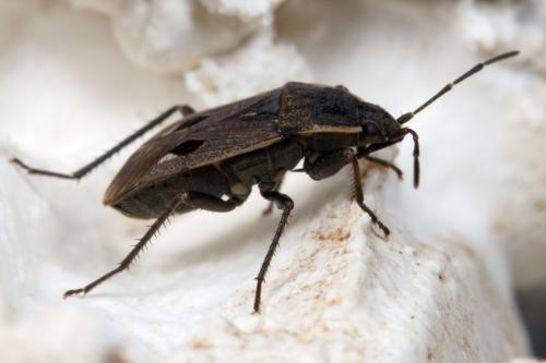 Réf. 251 569 : Graptopeltus lynceus