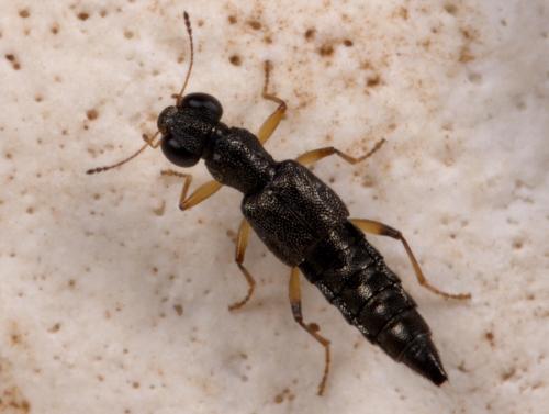 Réf. 251 570 : Stenus sp.