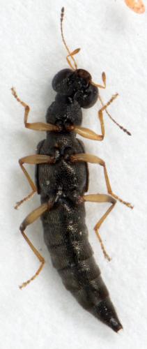Réf. 251 572 : Stenus sp.
