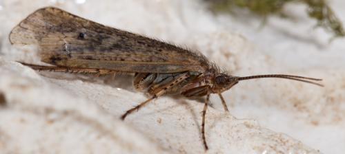 Limnephilus affinis