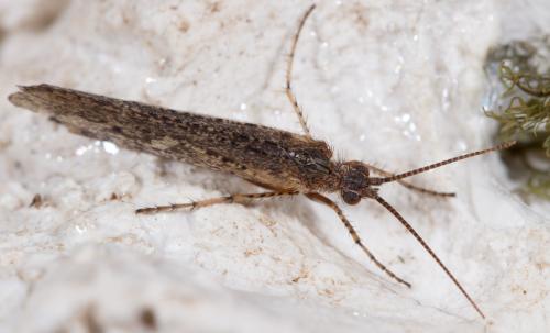 Limnephilus affinis