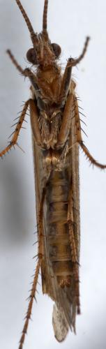 Limnephilus affinis