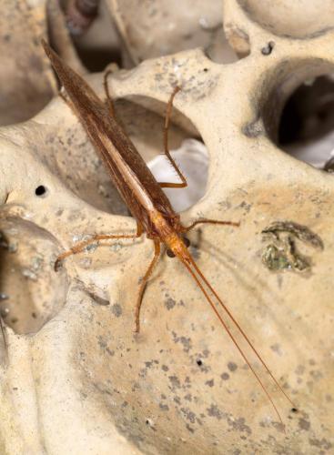 Stenophylax permistus