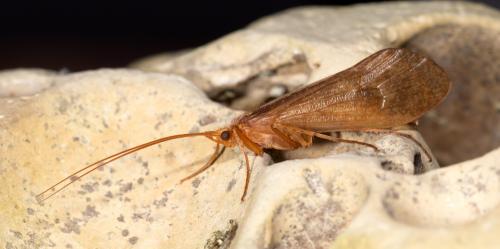 Stenophylax permistus