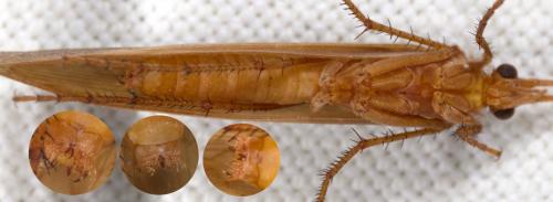 Stenophylax permistus