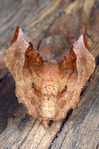 Réf. 251 911 : Selenia lunularia