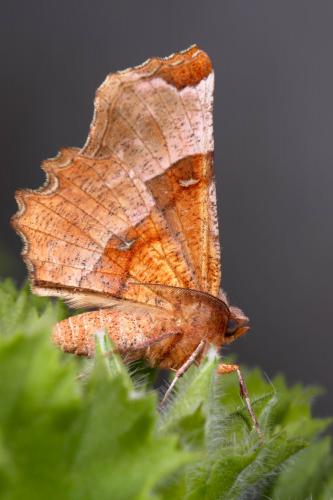 Réf. 251 910 : Selenia lunularia