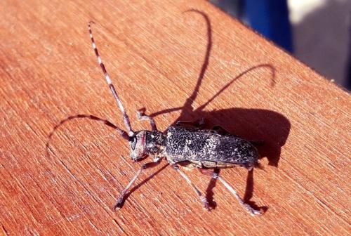 Monochamus galloprovincialis