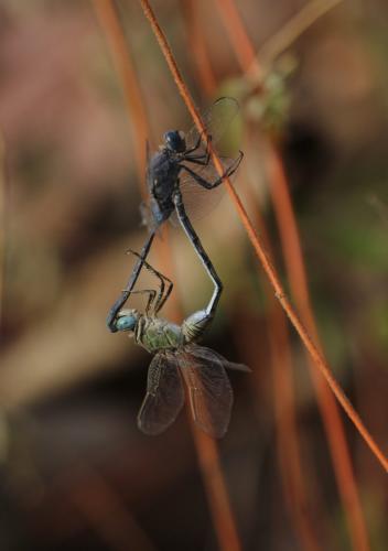 Réf. 251 849 : Orthetrum trinacria