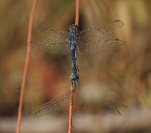 Réf. 251 850 : Orthetrum trinacria