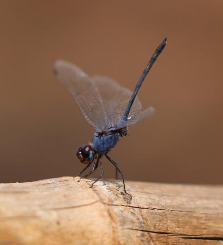 Réf. 251 852 : Trithemis sp.