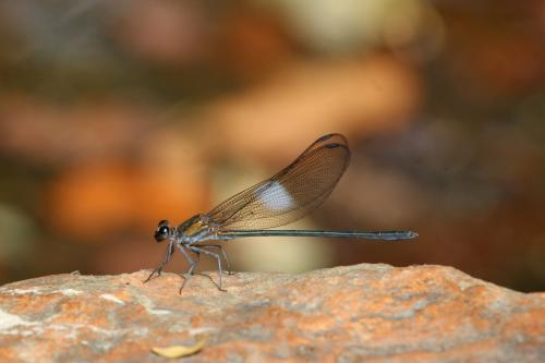 Sapho fumosa
