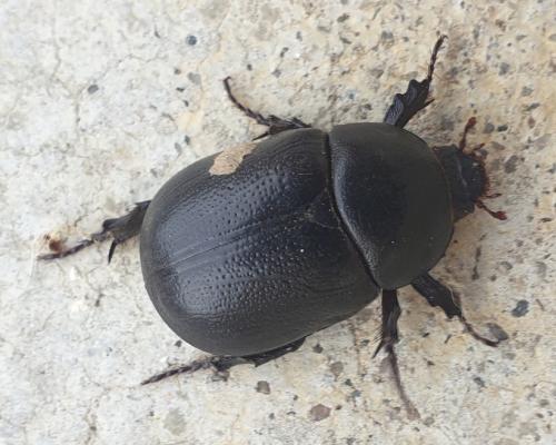 Réf. 251 759 : Pentodon bidens punctatum