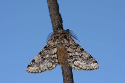 Lycia hirtaria