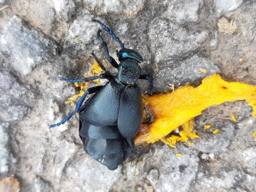 Meloe sp.